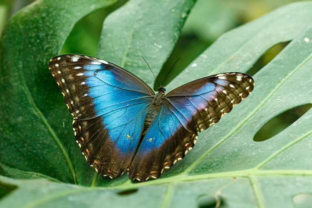 매크로 아름다운 나비 Morpho helenor