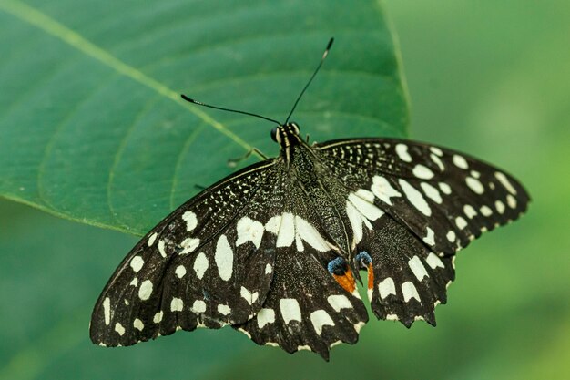 Макро красивая бабочка Papilio demoleus