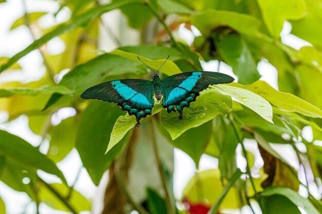 Macro beautiful butterfly Papilio palinurus