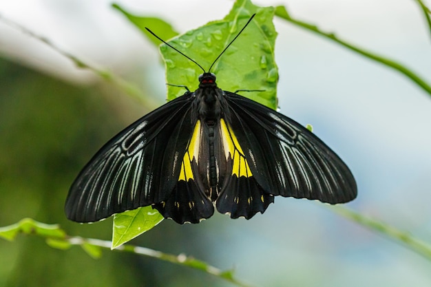 Macro beautiful butterfly Troides radamanthus