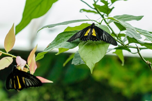 Макро красивая бабочка Troides radamanthus