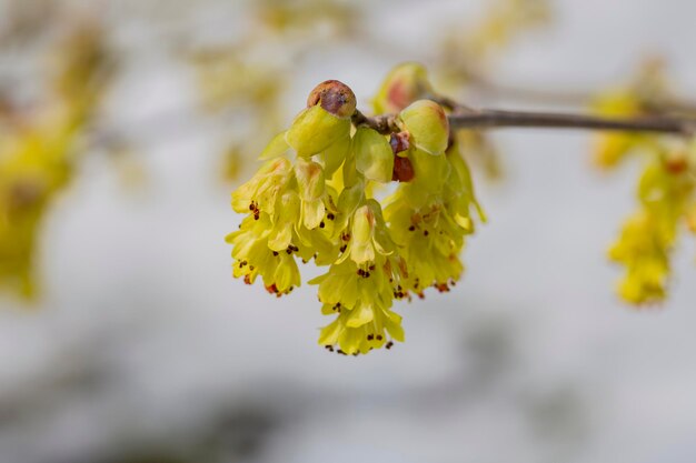 매크로 아름다운 Corylopsis spicata 꽃 왕국 이름은 Plantae입니다. 가족 이름은 Hamamelidaceae 노란색입니다.