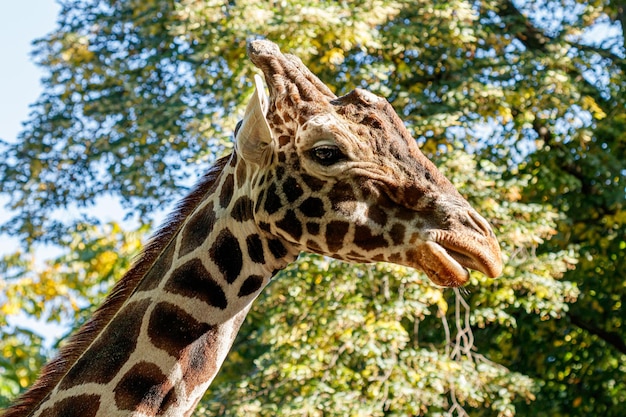 Macro beautiful giraffe among the foliage