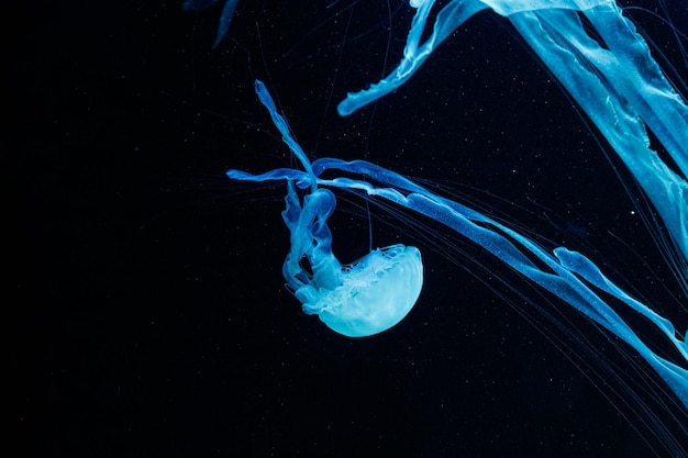 Macro of a beautiful jellyfish chrysaora chinensis