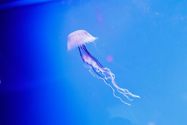 Macro of a beautiful jellyfish chrysaora lactea