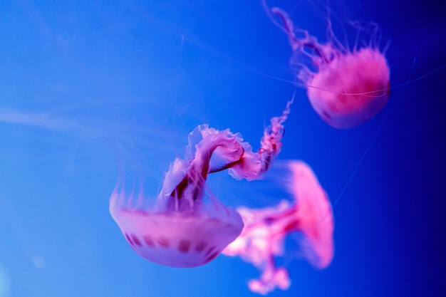 Macro of a beautiful jellyfish chrysaora lactea