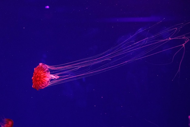 Macro of a beautiful jellyfish chrysaora pacifica