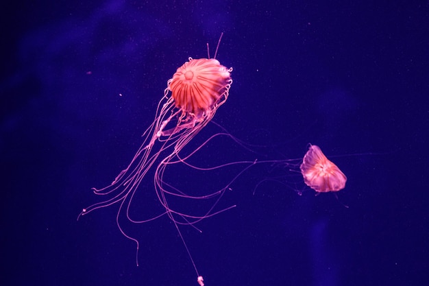 macro of a beautiful jellyfish chrysaora quinquecirrha close up