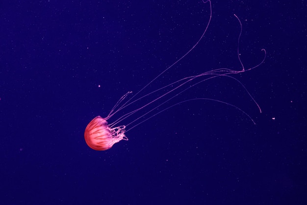 Macro of a beautiful jellyfish chrysaora quinquecirrha