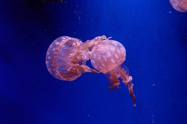 Macro of a beautiful jellyfish mastigias papua