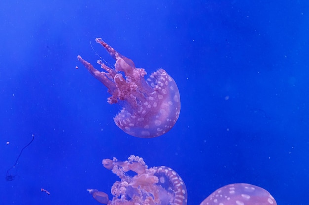 Macro of a beautiful jellyfish mastigias papua