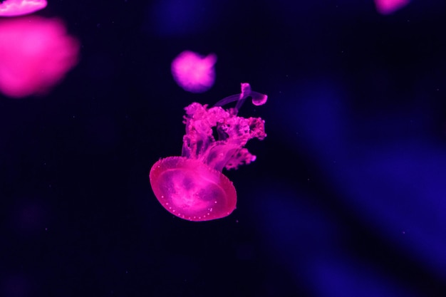 Macro of a beautiful jellyfish phyllorhiza punctata