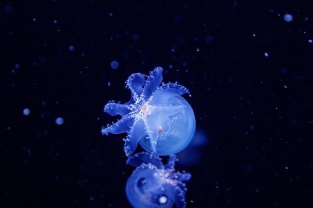 Macro of a beautiful jellyfish stomolophus meleagris