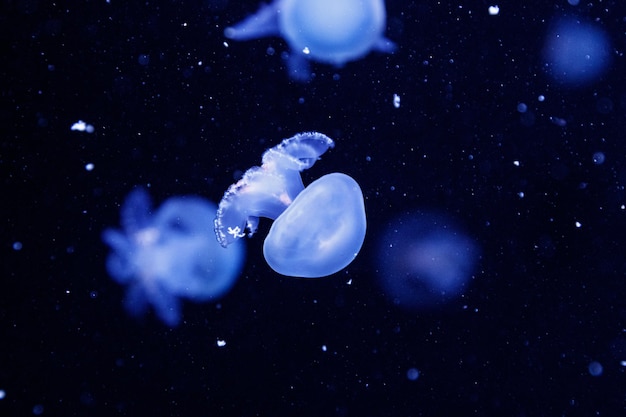 Macro of a beautiful jellyfish stomolophus meleagris