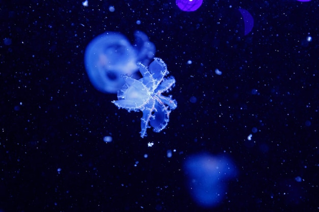 Макро красивой медузы stomolophus meleagris