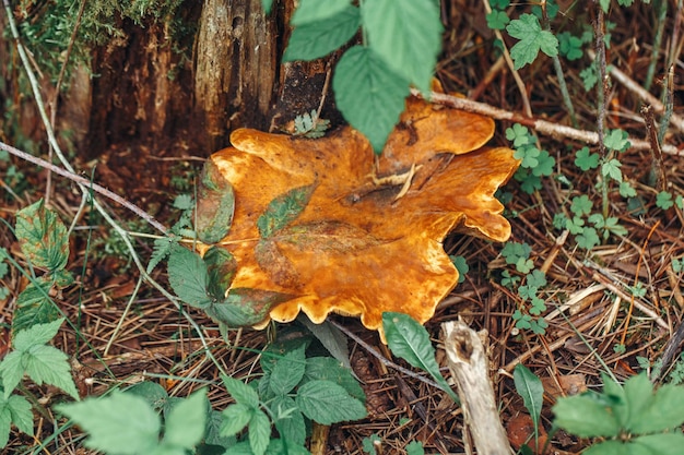 가을에 아름다운 작은 은 노란색 버섯의 매크로 숲 풀 모스 버섯 boletus 나무