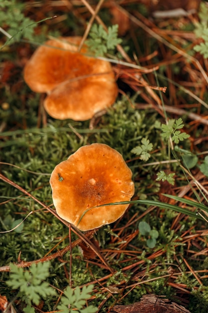 Photo macro of beautiful small red yellowhedgehog mushroom in autumn forest fungus boletus in wood