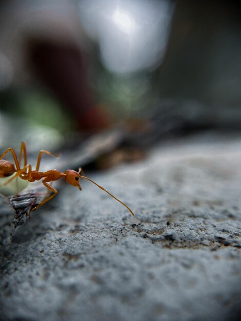 Macro beauty macro beauty