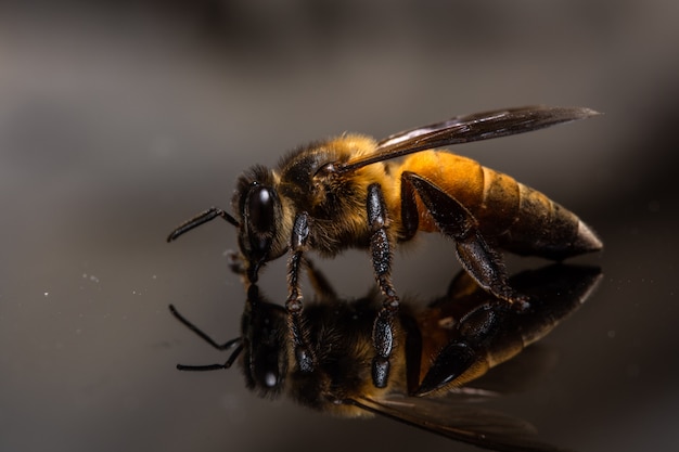 Macro bee black background