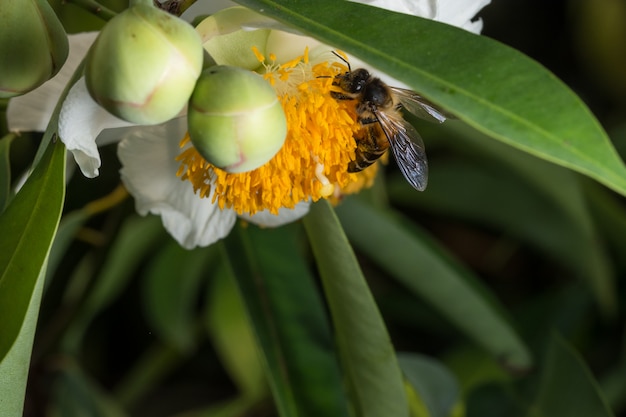 花の蜜を探しているマクロビー。