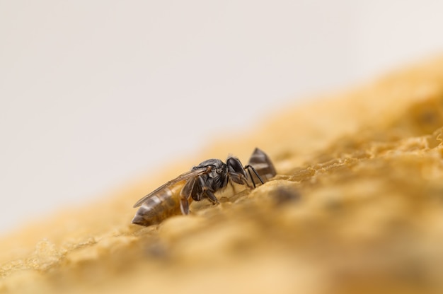 Macro bij en honingraat natuur