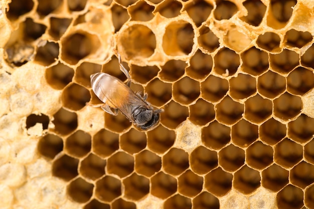 Macro bij en honingraat natuur