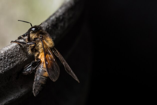 Macro bij op de grond