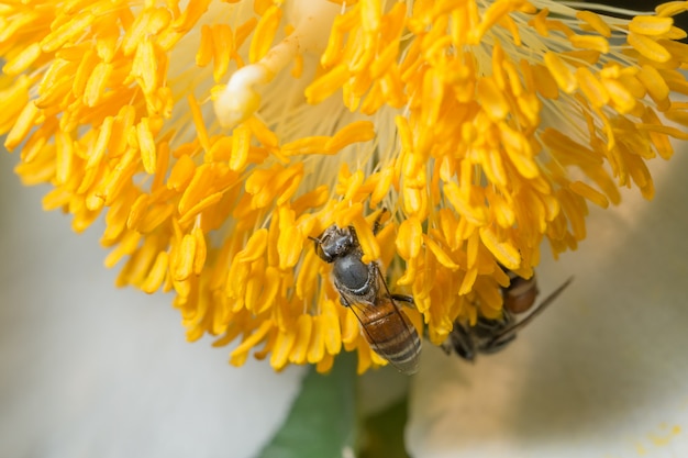 Macro bijenzwerm