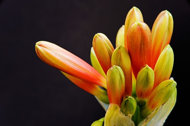 Macro of the birth of flowers with the shape of a bell