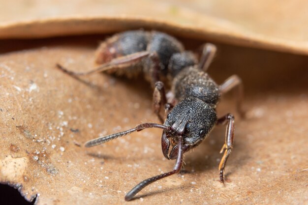 Macro black ant on a leaf Brown