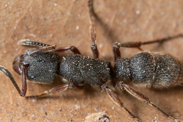 Macro black ant on a leaf Brown