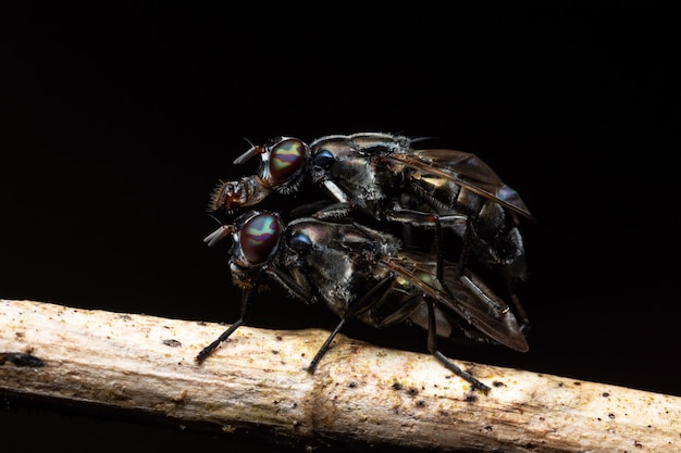 Macro Black Fruit Fly