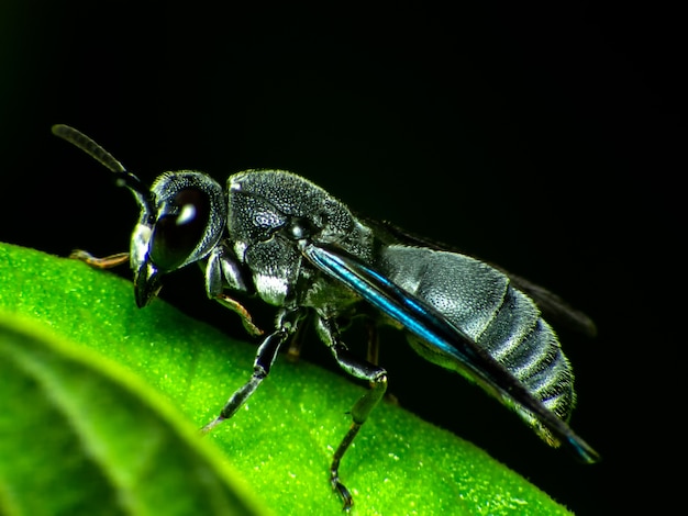 マクロブラック毒昆虫ハンター