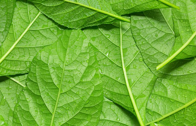 macro blad Achtergrondstructuur gemaakt van groene bladeren met regendruppels dauw