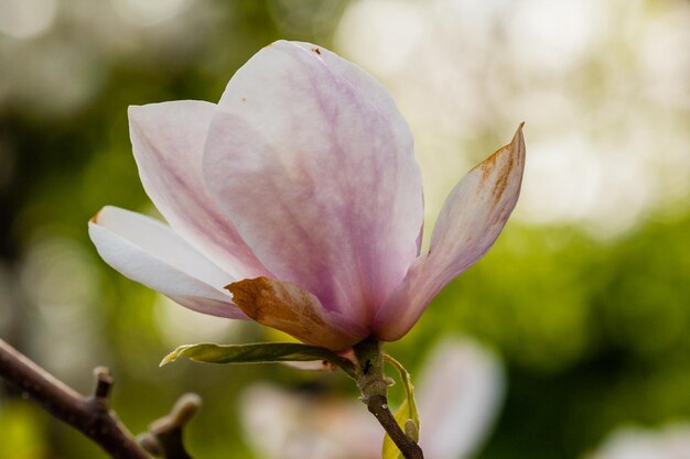 Foto macro bloeiende magnolia op een close-uptak