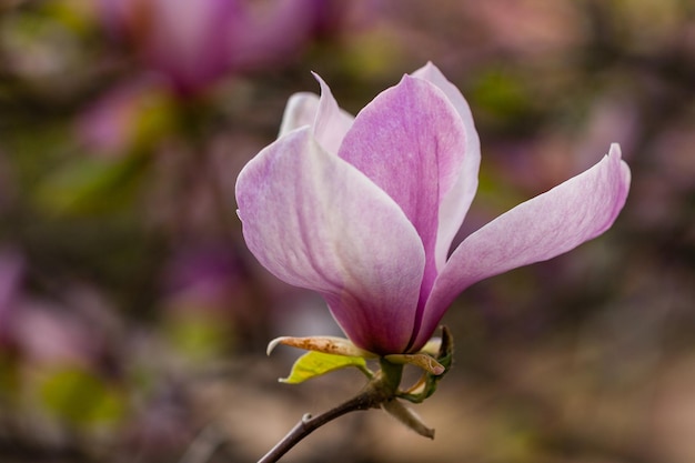 Macro bloeiende magnolia op een close-uptak