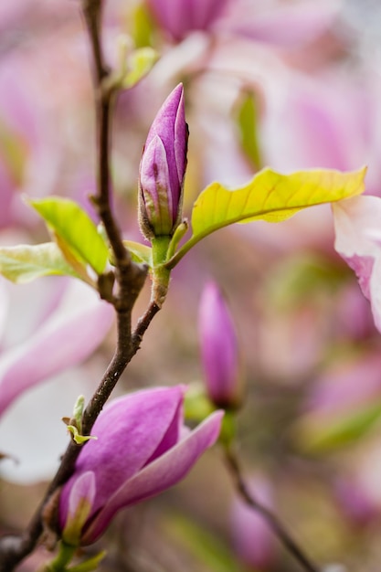 Macro bloeiende magnolia op een close-uptak