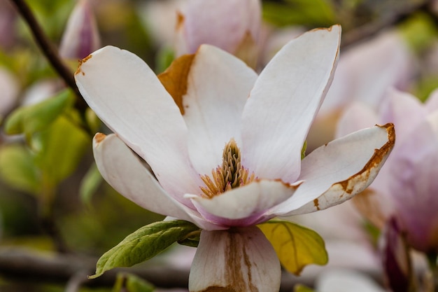 Macro bloeiende magnolia op een close-uptak