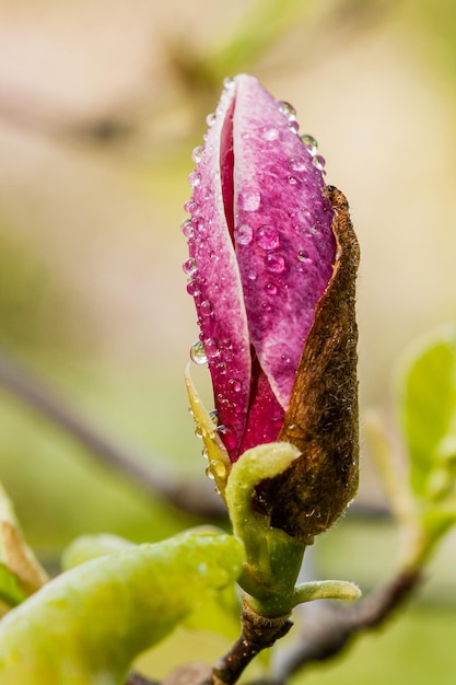 Macro bloeiende magnolia op een tak