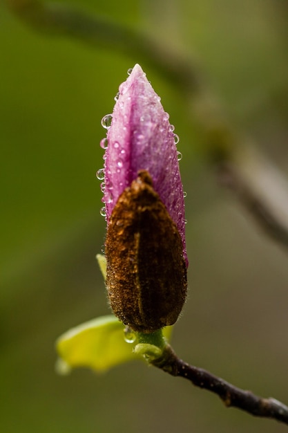 Macro bloeiende magnolia op een tak