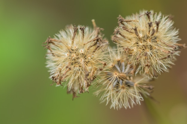 Macro bloem als achtergrond.