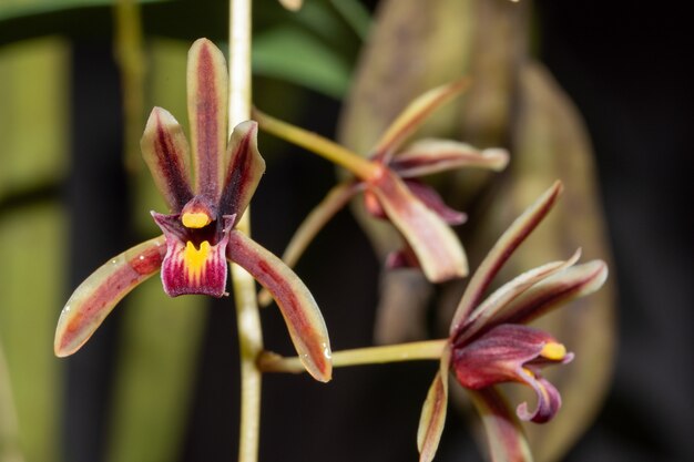 Macro bloem, orchideebloem