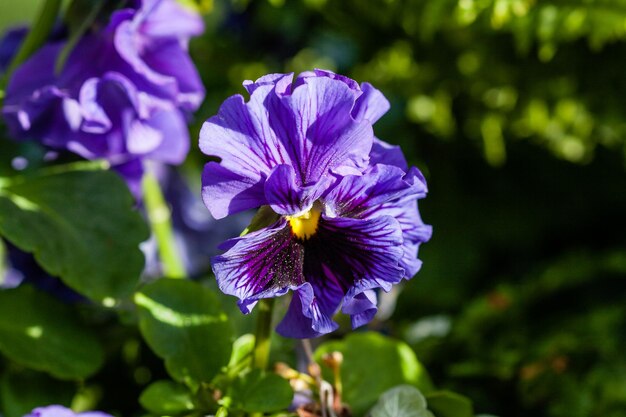 Macro blooming lilac geranium