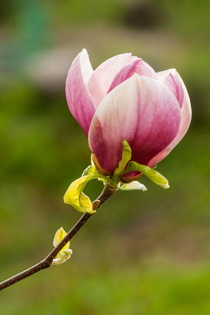 Macro blooming magnolia on a branch