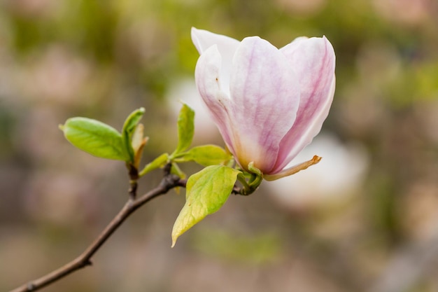 Photo macro blooming magnolia on a closeup branch