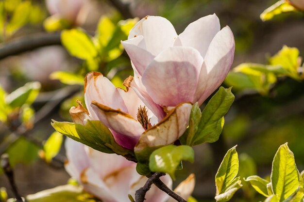 Foto magnolia in fiore a macroistruzione su un ramo del primo piano