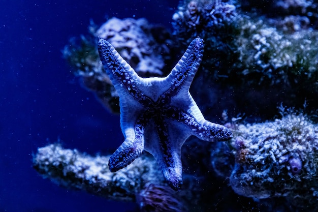 Macro blue starfish linckia laevigata