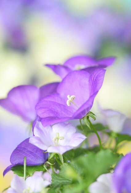 Macro of Bluebells 