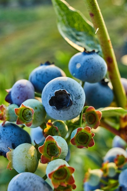 Macro Blueberry bush on sunset, organic ripe with succulent berries, just ready to pick