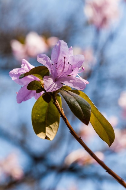 イソツツジの花の枝のマクロ